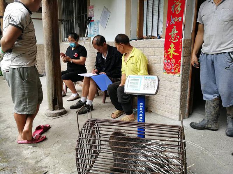 生猪养殖:掌握技巧提高效率